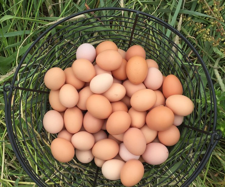 eggs_basket